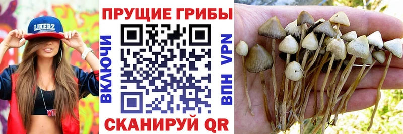 Галлюциногенные грибы прущие грибы Струнино